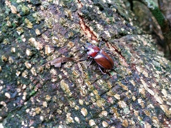 西表島と石垣島の特産種「チャイロマルバネクワガタ」 | 西表島百科