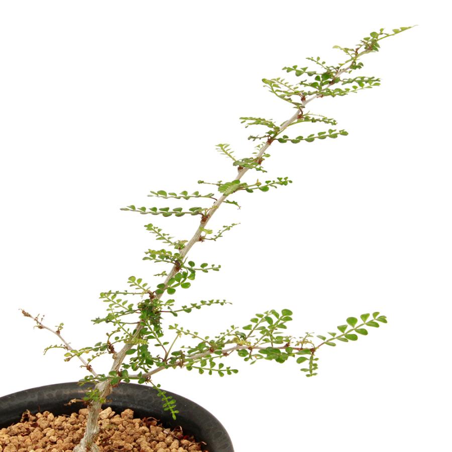 2026年2月】パキプス（植木鉢）のおすすめ人気ランキング - Yahoo