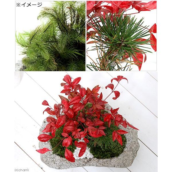 チャーム（charm） （盆栽）苔盆栽 縁起樹とヒノキゴケ寄せ植え 南天