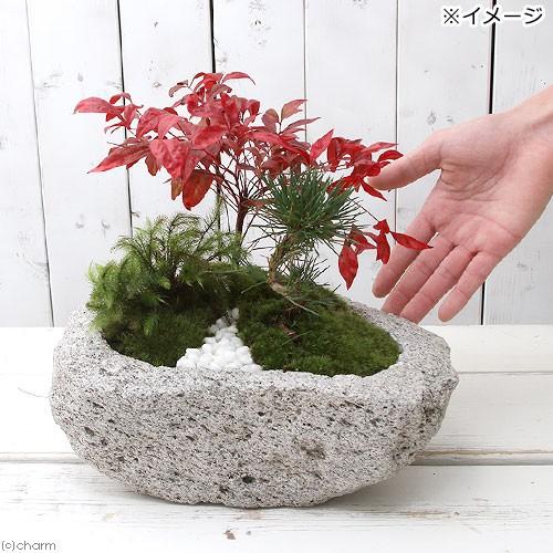 チャーム（charm） （盆栽）苔盆栽 縁起樹とヒノキゴケ寄せ植え 南天