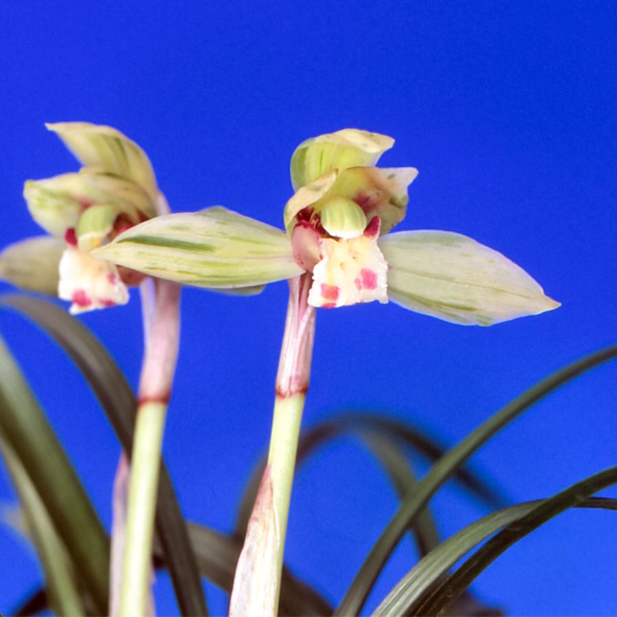 チャーム（charm） （山野草）シュンラン（春蘭）光悦（コウエツ）3号