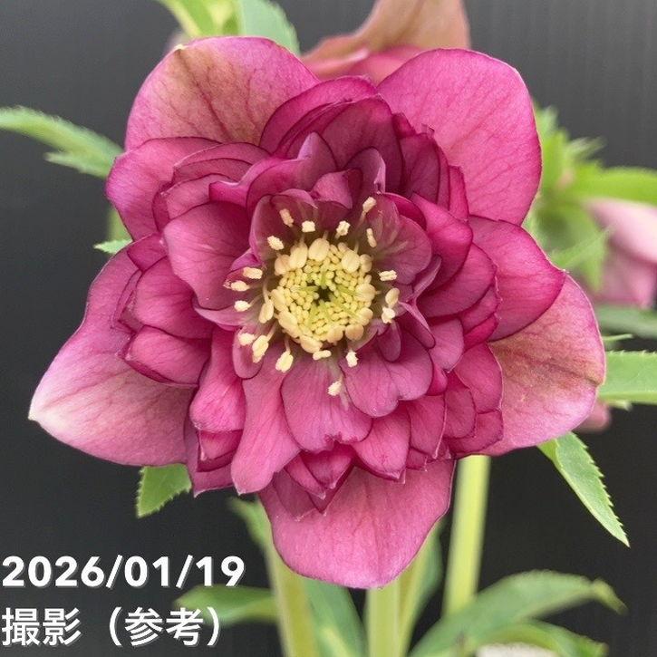 お買い得一点物咲き進み株】加藤農園 クリスマスローズ 4.5号（KT2