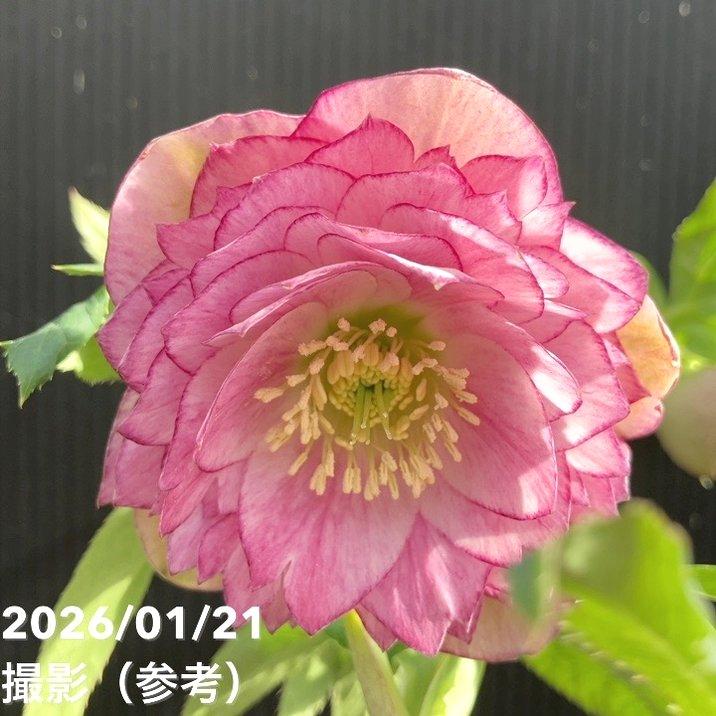 一点物】加藤農園 クリスマスローズ ピンクアフロディーテ 4.5号（KT14