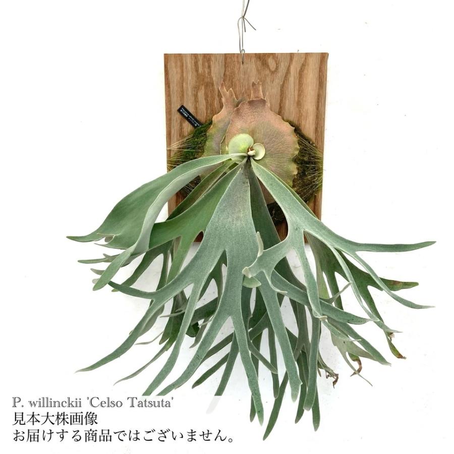 現品) ビカクシダ ウィリンキー 'セルソタツタ' (TC) (No.40785