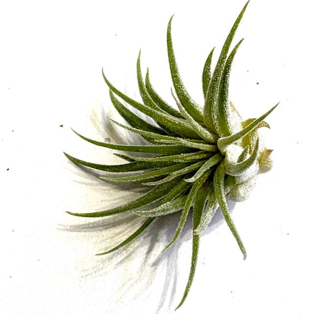 現品) チランジア イオナンタ 'ヘッジホッグ' (No.22094) (エアー