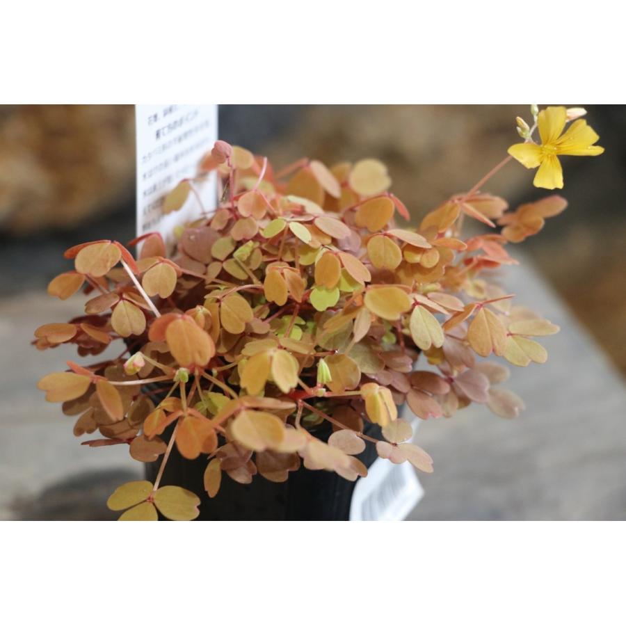 オキザリス 黄昏 2.5ロングポット苗 寄せ植え 花壇 カラーリーフ