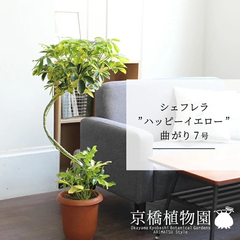 シェフレラ 'ハッピーイエロー' 曲がり7号【黄斑入り】【ホンコン