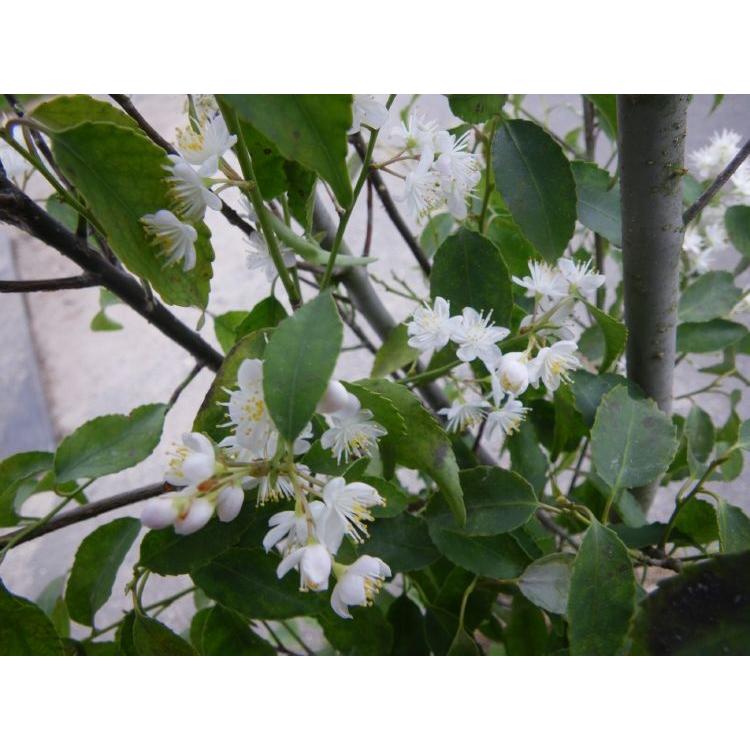 ハイノキ 株立ち 約2.5m 特大株 超植木苗木 灰の木 規格販売 お買い得