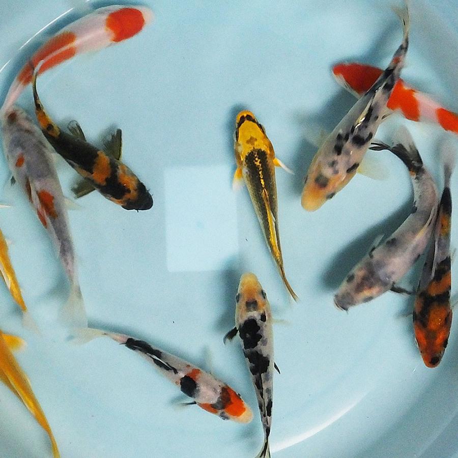 錦鯉 MIX (M) 5匹 13〜16cm前後 ニシキゴイ 鯉 色鯉 : エムワイ