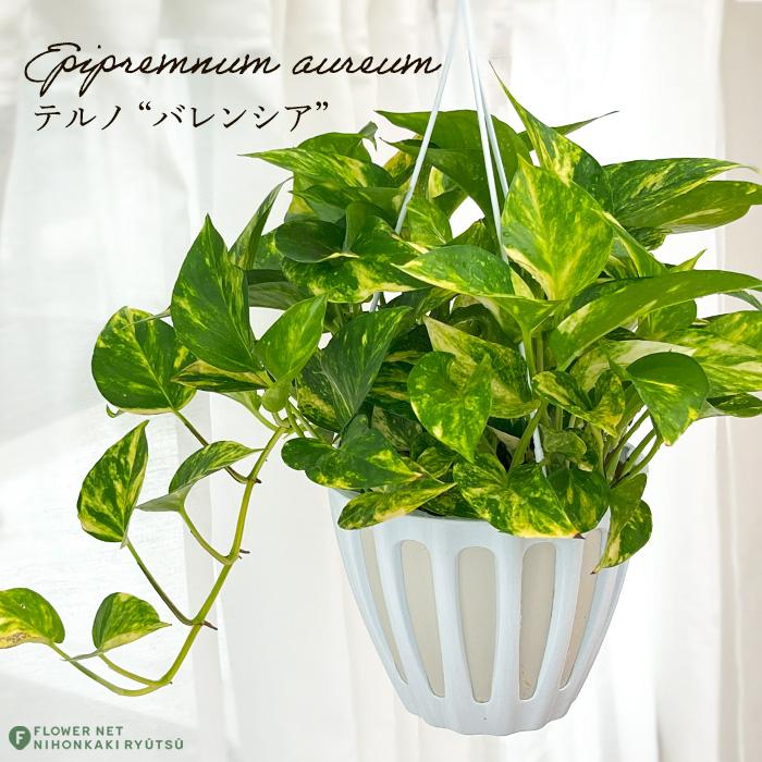 予約販売 観葉植物 ポトス テルノ No.001 バレンシア 5号鉢 吊り鉢
