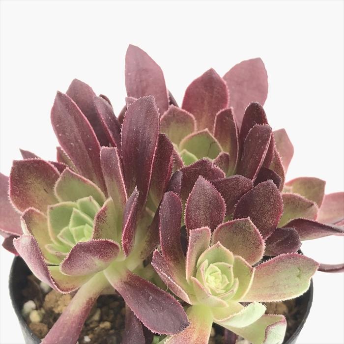 日本花キ流通 多肉植物 caアエオニウム ハロウィン錦 多肉植物