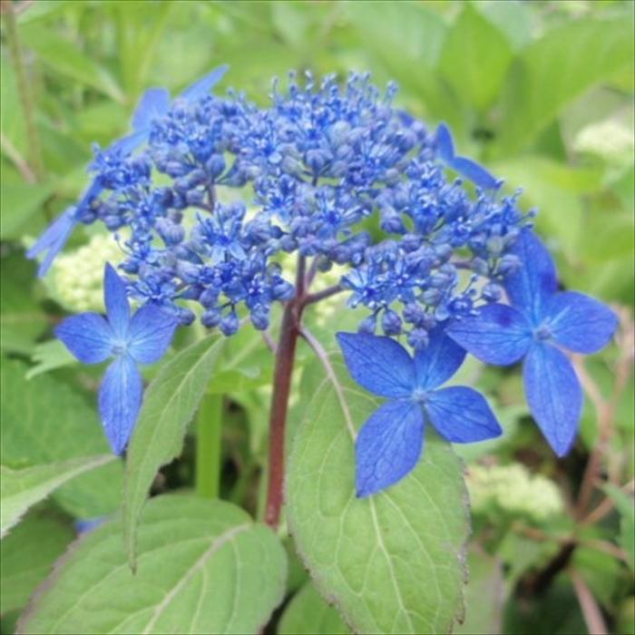 日本花キ流通 予約販売 山アジサイ 千姫 9cmポット 苗 花苗 苗木 山