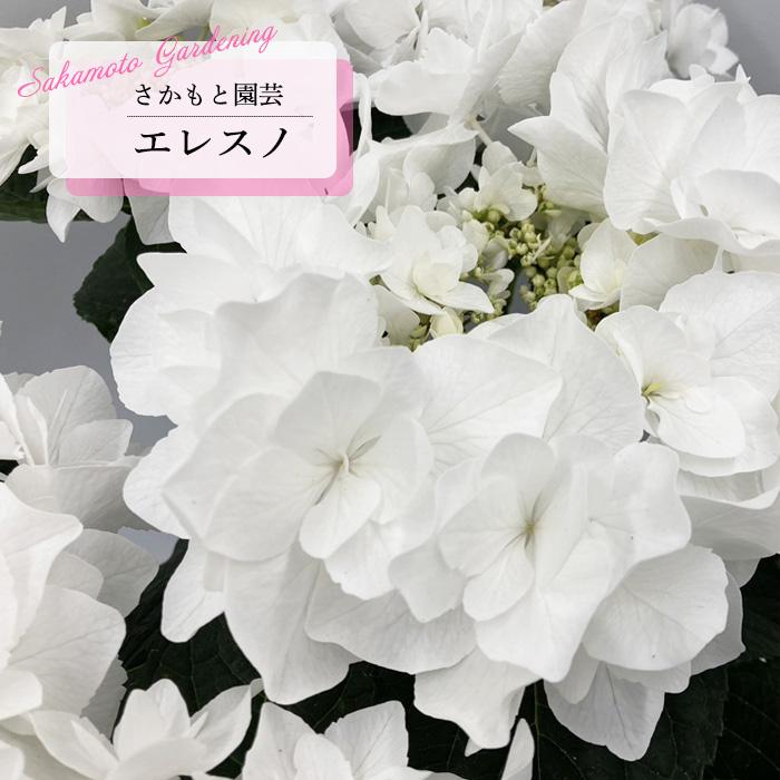 予約販売 アジサイ エレスノ 9cm〜10.5cmポット 登録申請中 さかもと