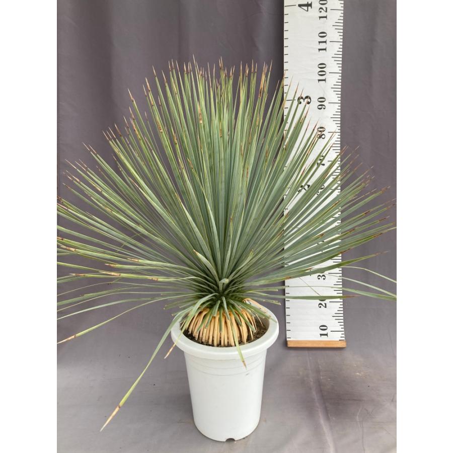 ユッカ・ロストラータ ドライガーデン 10号鉢 送料無料 : 日本ライン