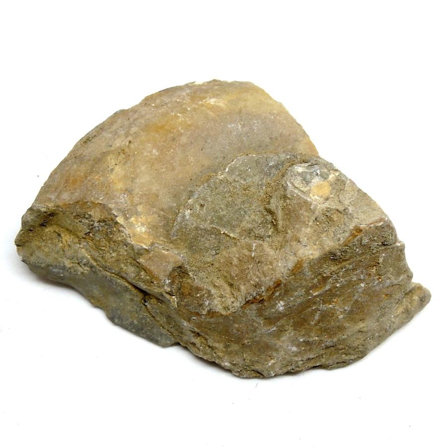 北海道産 アンモナイト化石 ハウエリセラス化石 標本 国産 日本産