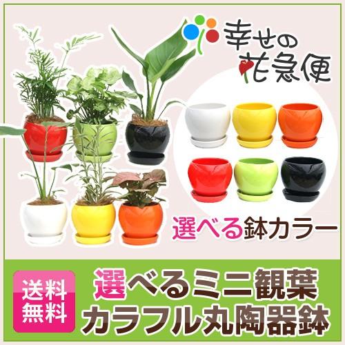 選べる観葉-4号-カラフル陶器(ココファイバー付)送料無料 : 観葉植物