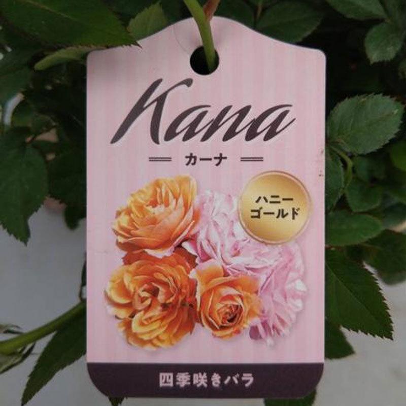 薔薇（バラ） ミニバラ・カーナハニーゴールド（ウェディングゴールド