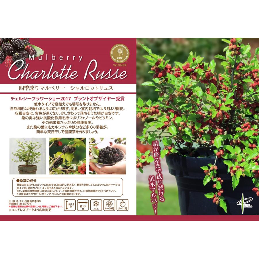 四季なり豊産マルベリー（桑）苗木 シャルロットリュス 10.5cmポット苗