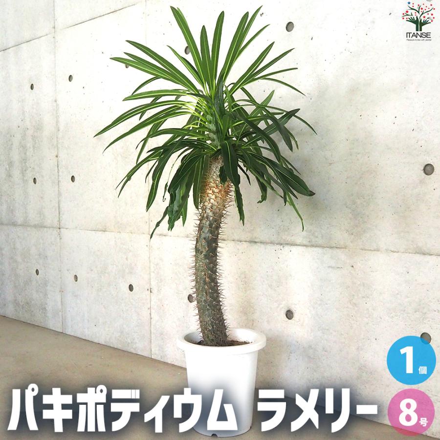 ITANSE パキポディウム ラメリー 多肉植物 8号鉢/1個売り 塊根植物