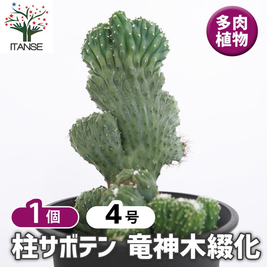 柱サボテン 竜神木綴化 多肉植物 4号/1個売り 観葉植物 鬼面角 鬼面閣