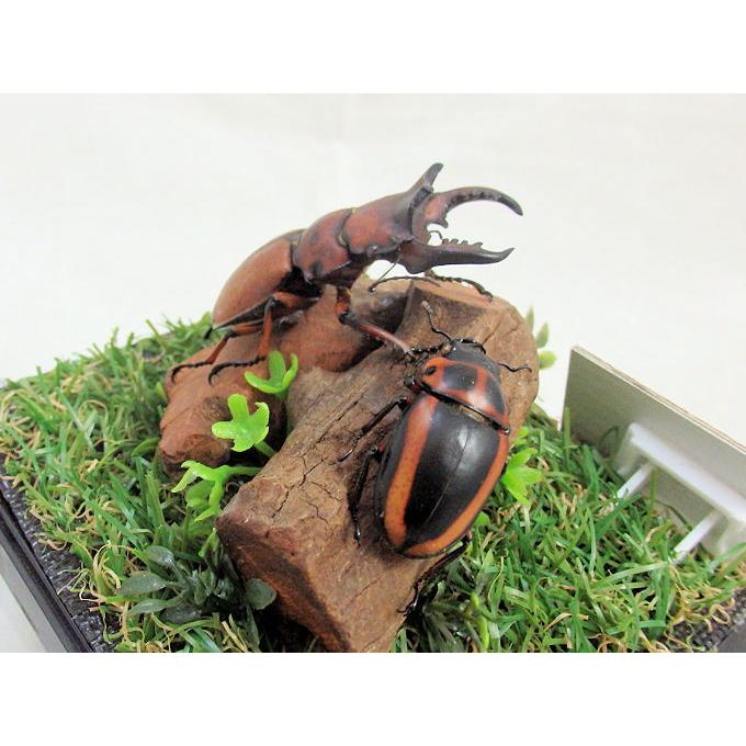 メンガタクワガタ♂54+♀33（ジオラマ標本） : オオクワ京都昆虫館