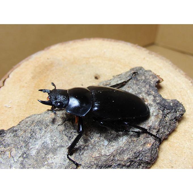 ギラファノコギリクワガタ フローレス島♂95ミリUPペア 今年羽化 新