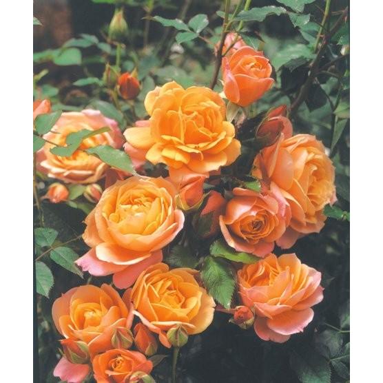 ディズニーランド・ローズ（バラ苗：四季咲き中輪房咲き系） 大苗