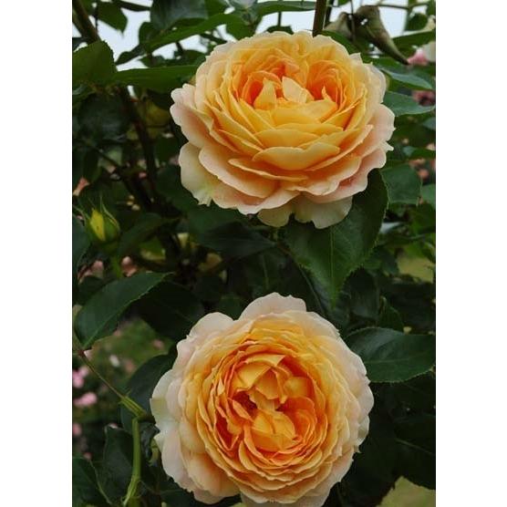 キャラメル・アンティーク（バラ苗：四季咲き大輪系） 大苗 《農林水産