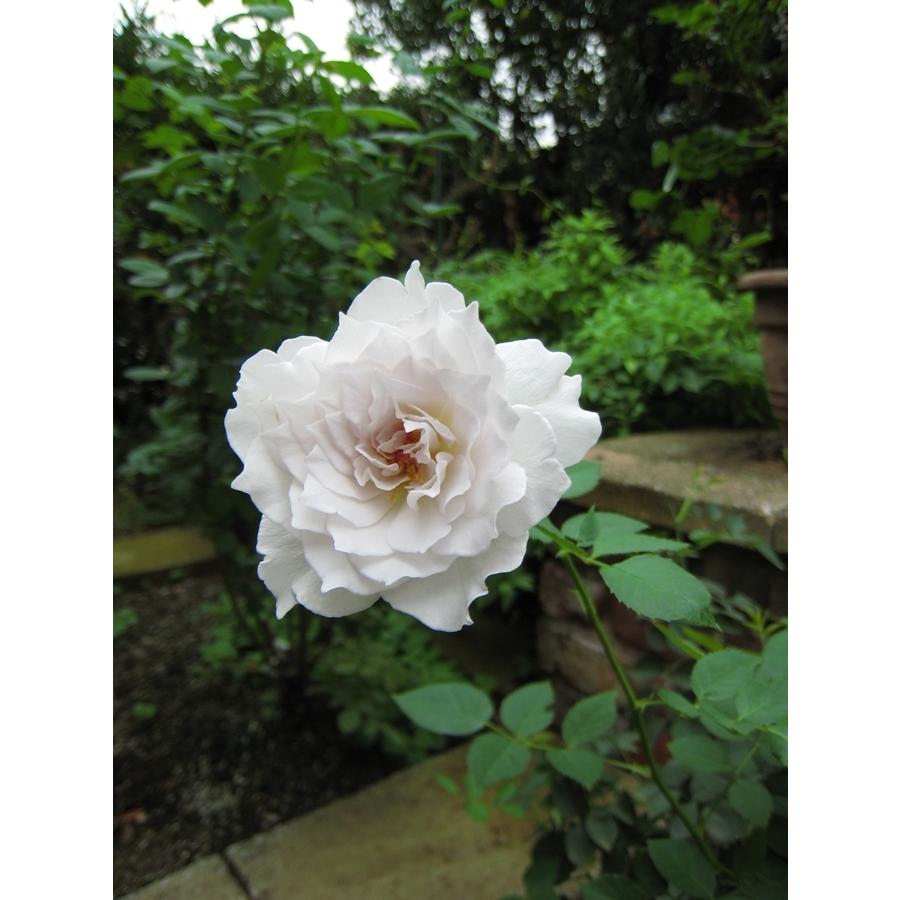 ガブリエル（バラ苗：河本バラ園） 大苗 《農林水産省 登録品種