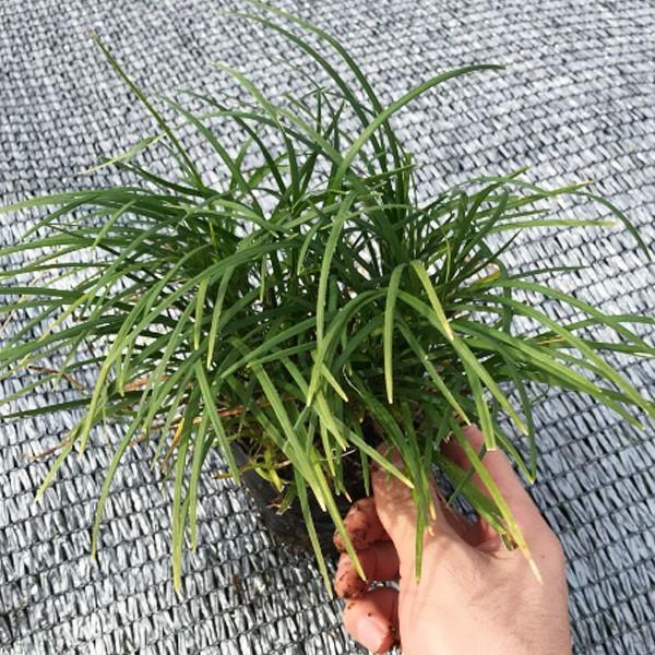 リュウノヒゲ 9cmポット苗 288株 グランドカバー 常緑 多年草 竜のひげ