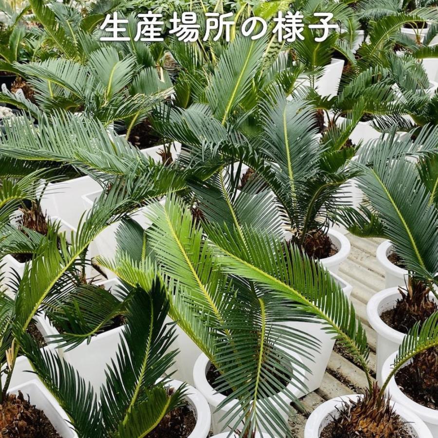 観葉植物 ソテツ 蘇鉄 8号鉢苗 大型種類 庭木 風水 地植え おしゃれな