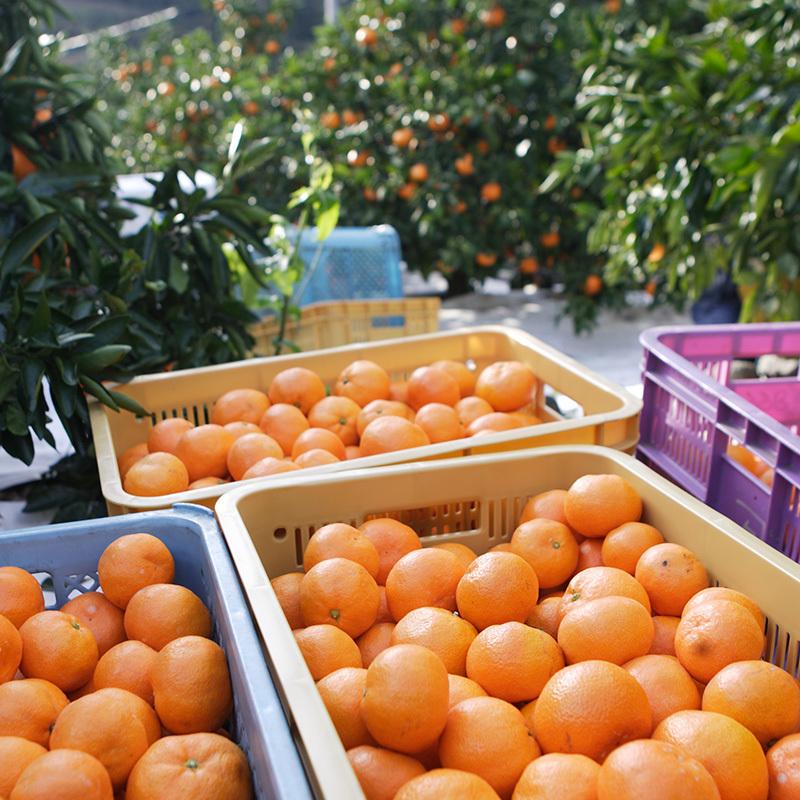 みかん 早生完熟「心」青秀品 Mサイズ 4kg JAみっかび 産地直送