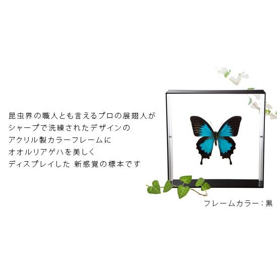 昆虫標本 蝶の標本 オオルリアゲハ アクリルフレーム 黒 : ソプラノ