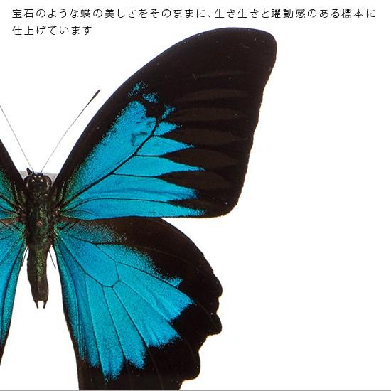 昆虫標本 蝶の標本 オオルリアゲハ アクリルフレーム 黒 : ソプラノ