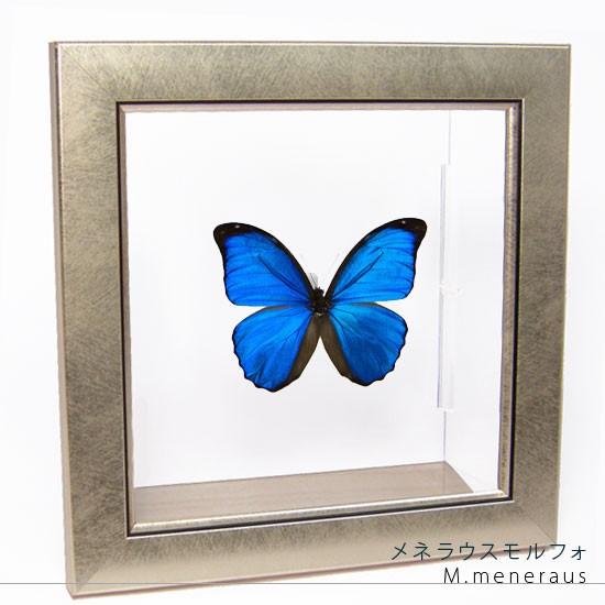昆虫標本 蝶の標本 メネラウスモルフォ メタリック調ライトフレーム