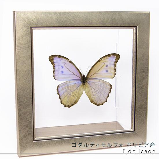 昆虫標本 蝶の標本 ゴダルティモルフォ ボリビア産 メタリック調ライト