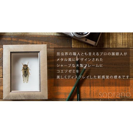 昆虫標本 コエゾゼミ メタリック調ライトフレーム : ソプラノYahoo!店