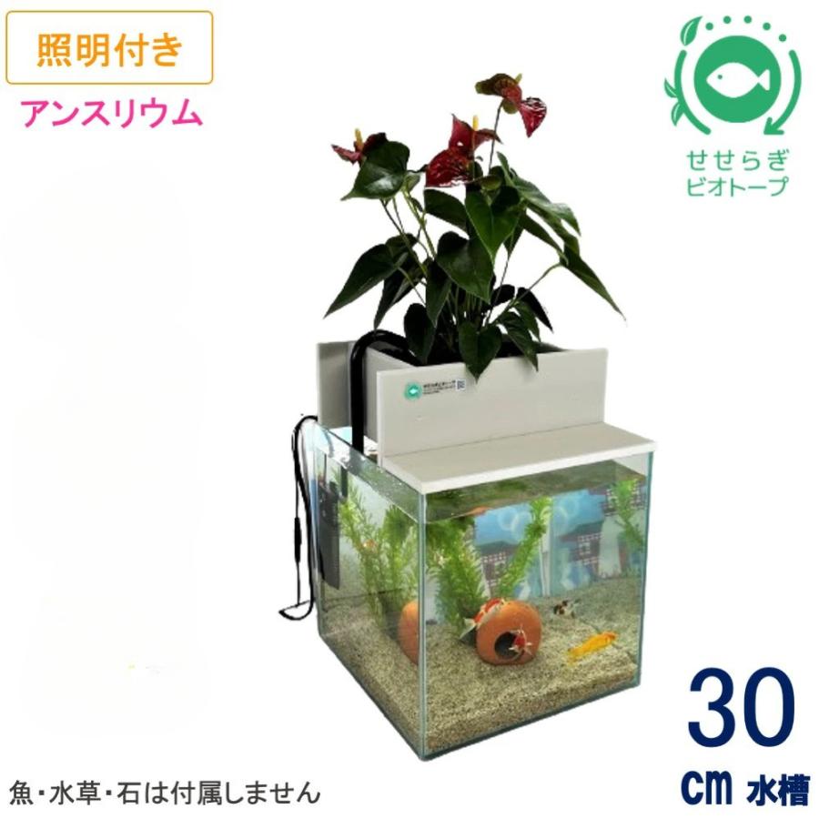 送料無料】30cm型 基本セット(グレー)＋照明あり / [TVで紹介]水換え