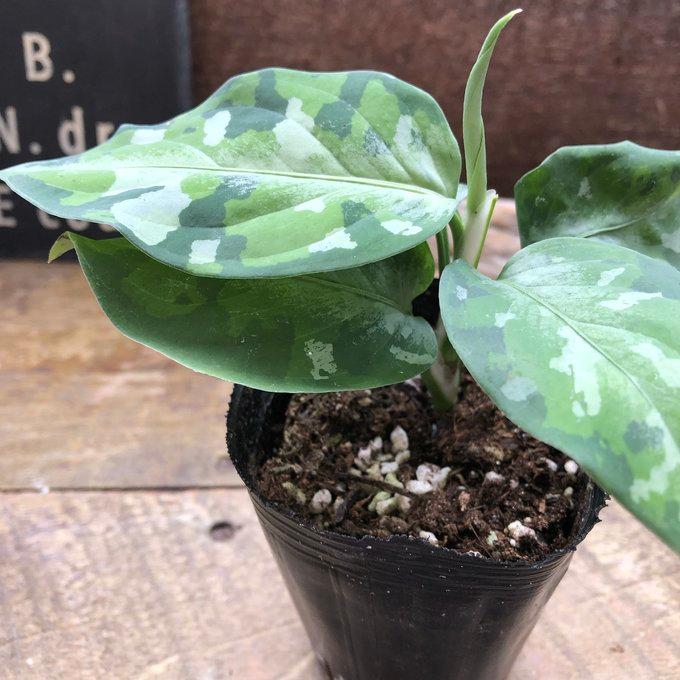 2026年2月】アグラオネマ（園芸用土）のおすすめ人気ランキング