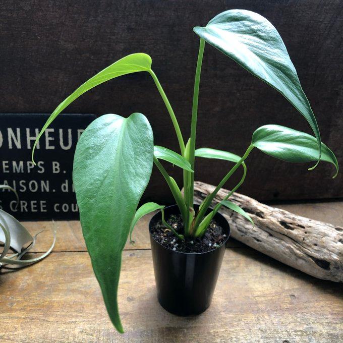 モンステラ 『バールマルクスフレーム』 希少品種 切れ込み細葉 : パリ