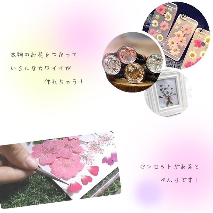 押し花 (74) フローラ 2色 ドライフラワー 花材 レジン プリザーブド