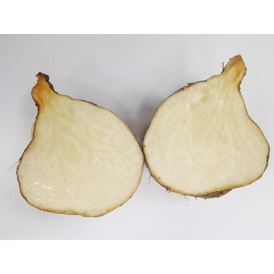 山芋 ソロヤム02 やまいも 2,5kg サイズ混 150g〜600g