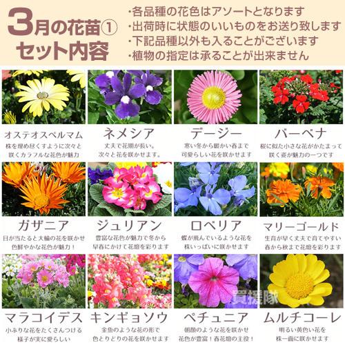 季節の花苗 おまかせセット 20ポット 1187 hananae-33 : 買援隊ヤフー