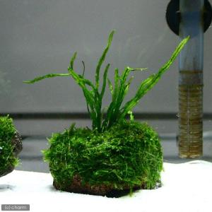 チャーム（charm） （水草）ミクロソリウム 本ナローリーフ（水中葉