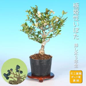 盆栽 ミニ盆栽 「一才桑」 くわ クワ 実物 小品盆栽 盆栽素材 苗木