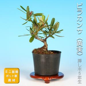 盆栽 ピラカンサ 姫千代田紅 トキワサンザシ 常磐山査子 小品盆栽 ミニ
