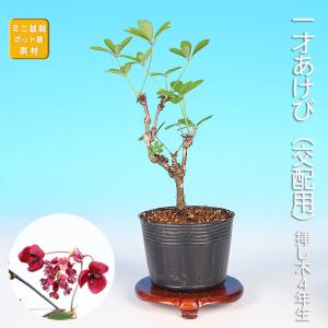 中品盆栽：常盤柿(ときわがき) 現品*カキ kaki 送料無料 : 遊恵盆栽