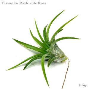 チランジア イオナンタ 'グアテマラ' M size (エアープランツ