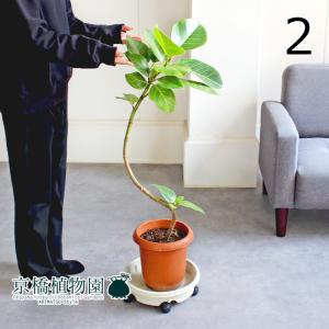 激レア！現品お届け】サイカス カイルンシアナ（ブルーソテツ）9号大鉢