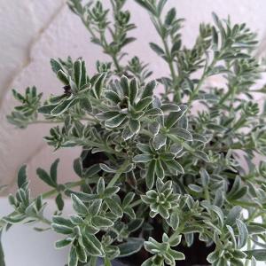 2026年2月】シルバーリーフのおすすめ人気ランキング - Yahoo!ショッピング